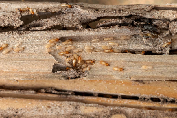 Best Residential Pest Control  in Millbourne, PA
